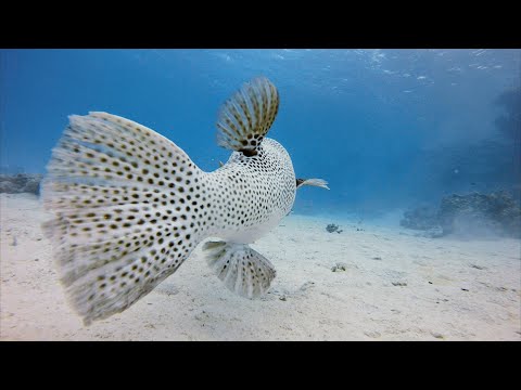 Видео: Китовая акула в Хургаде. Мурены, осьминоги, черепахи в бухте Макади.