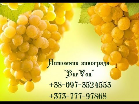 Видео: Прививка винограда: чёрное в зелёное.