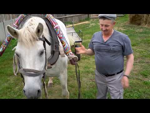 Видео: Наш друг и помощник   конь