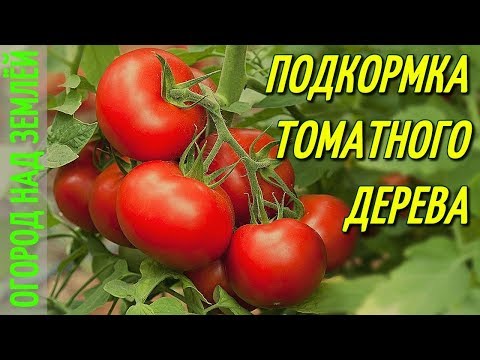 Видео: ТОМАТНОЕ ДЕРЕВО-2018/ПОДКОРМКА И ОПРЫСКИВАНИЕ-БИО СРЕДСТВО/Часть-3.