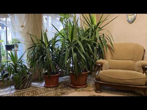 Видео: РАСТЕНИЯ ЗАХВАТИЛИ МОЮ КОМНАТУ В ЗИМНИЙ ПЕРИОД!