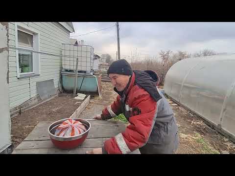 Видео: Мои обычные будни