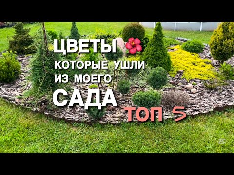 Видео: ЦВЕТЫ, которые ушли из моего сада ТОП 5