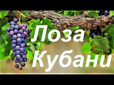 Видео: #92 Виноградные сорта Кубани!