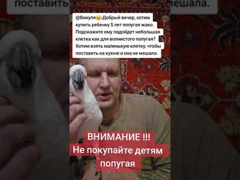 Видео: Не покупайте детям большого попугая- это не игрушка
