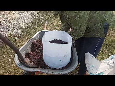 Видео: Субстрат для посадки голубики. Развитие корневой системы в отходах деревообработки