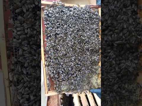 Видео: Перевіряємо чи достатньо корму на зиму і формуємо гніздо