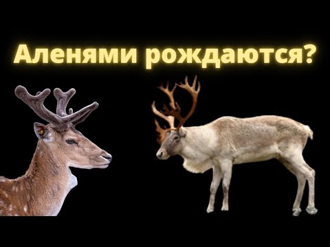 Видео: Когда становятся Аленями