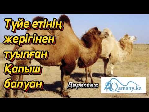 Видео: Қалыш балуан. / аудиокітап / болған оқиға желісімен / ғибратты әңгімелер @сізгеқызық