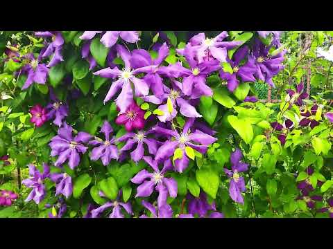 Видео: Лучшие клематисы в 2024 году