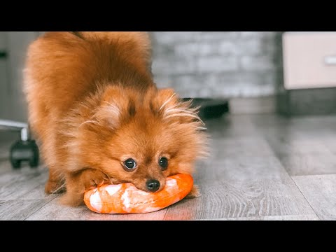 Видео: VLOG: ДЕНЬ С НАМИ, Меняем метрику щенка на родословную РКФ. Как это сделать? Цена? Померанский шпиц