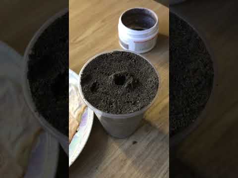 Видео: Метасеквойя из семян. Посадка, уход.