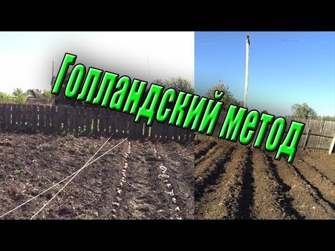 Видео: Посадка картофеля в гребни  Голландский метод  Жизнь в деревне