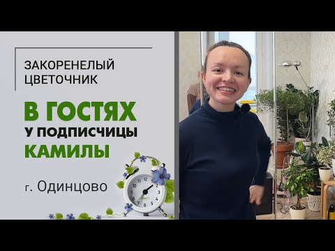 Видео: В гостях у Камилы, г. Одинцово | Супер коллекция фикусов и не только