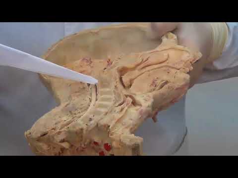 Видео: Органы ротовой полости