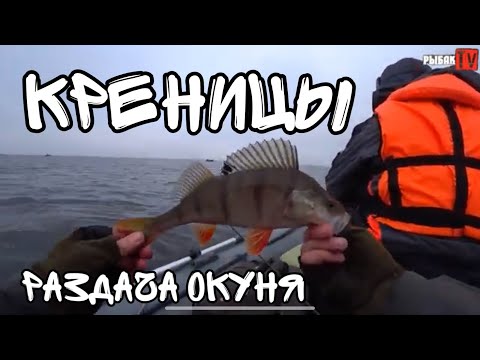 Видео: Креницы. Раздача окуня на Ладоге в октябре 2021г.  Клевая рыбалка.  Ладожское озеро.