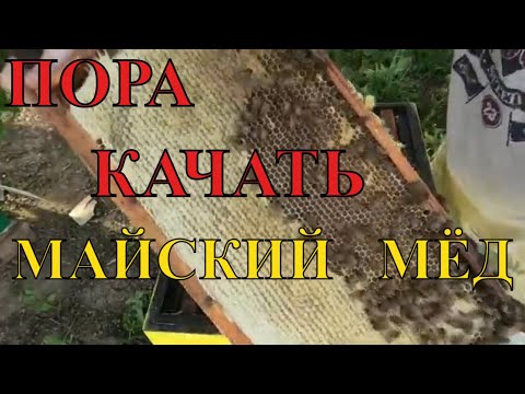 Видео: Майский мёд. Что собрали августовские отводки в мае?