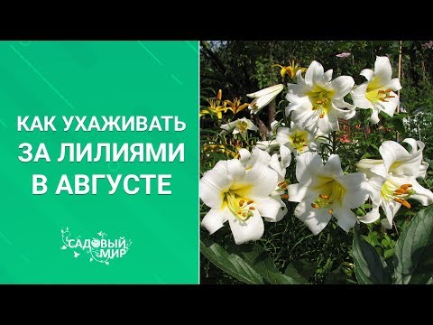 Видео: Как ухаживать за лилиями в августе