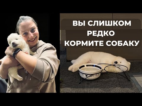 Видео: Сколько раз в день кормить собаку и щенка? 90% делают опасную ошибку!