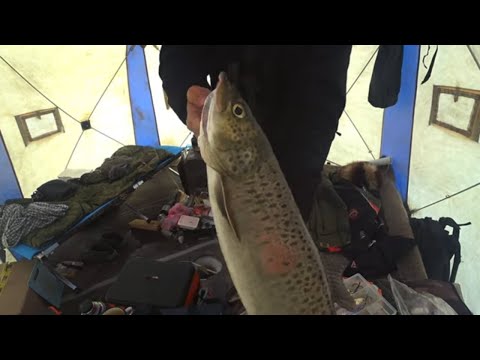 Видео: ОЧЕРЕДНАЯ РЫБАЛКА С УРУУ на 23 февраля!!!