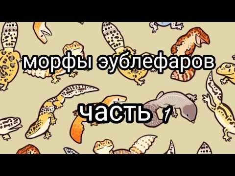 Видео: Морфы Эублефаров часть 1