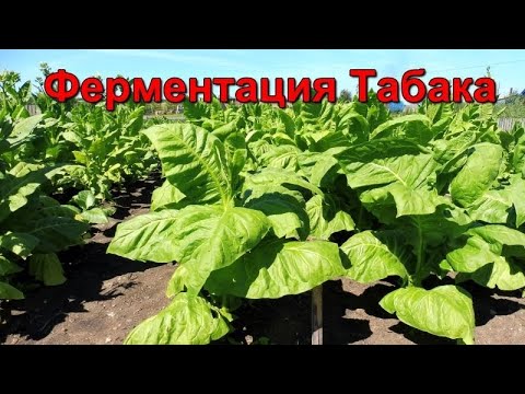 Видео: Как ферментировать Табак - без ферментатора - простые способы.