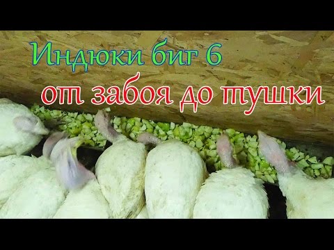 Видео: ИНДЮКИ БИГ 6# ЗАБОЙ, ОЩИП, ПОТРОШЕНИЕ БОЛЬШОГО ИНДЮКА!!!!