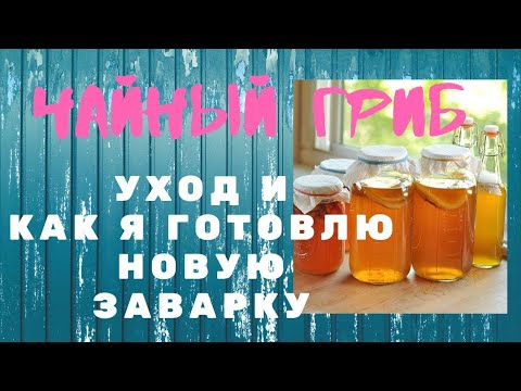 Видео: Моя Лаборатория по Производству Чайного Гриба. Уход и Новая Заварка для Комбучи