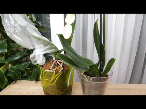 Видео: И БЫЛО у меня ДВА ШИКАРНЫХ БИГ ЛИПА АББА. А теперь... Что нужно это орхидее?