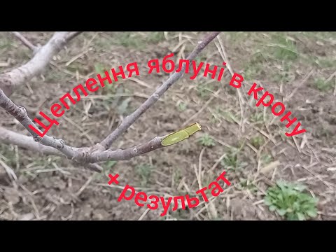 Видео: Щеплення яблуні в крону дерева + результат / grafting an apple tree