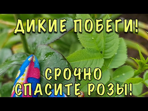 Видео: СРОЧНО ПРОВЕРЬТЕ РОЗЫ! На них могут быть ДИКИЕ ПОБЕГИ шиповника. КАК ОТЛИЧИТЬ и ЧТО ДЕЛАТЬ