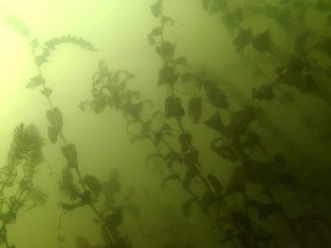 Видео: Что делать, если помутнела вода в аквариуме?#как победить муть в аквариуме?#