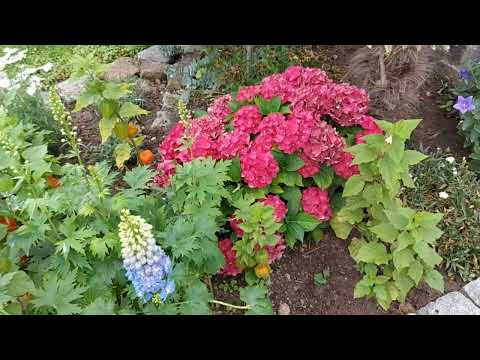 Видео: Всем хорошей недели!