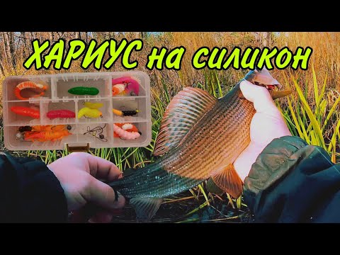 Видео: Хариус на силикон