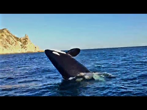 Видео: Касатки в бухте Нагаево. Магадан!