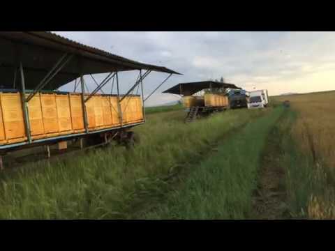 Видео: Ульи ппу и  кочевое пчеловодство.