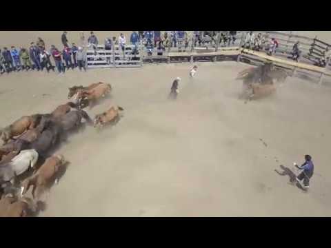 Видео: Ага-Хангил нютагта адуу дэллээн болобо