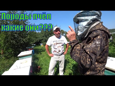 Видео: Рассуждаем о ПОРОДАХ ПЧЁЛ, у меня в гостях Алексей Черепанов, канал " ХОББИ УРАЛЬЦА-ЭКЗОТИКА, САД,