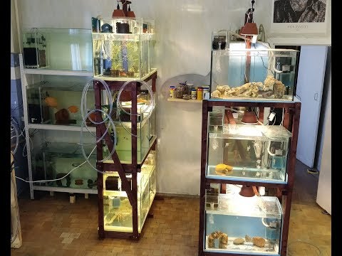 Видео: Разводня ...... Начало пути