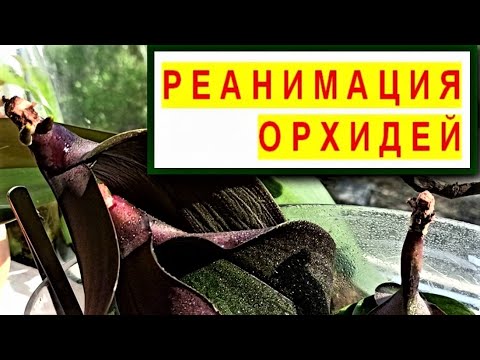 Видео: РЕАНИМАЦИЯ ОРХИДЕЙ! ОСНОВЫ УСПЕШНОГО РЕЗУЛЬТАТА. АЗЫ ПОНИМАНИЯ ПРОЦЕССА! РЕАНИМАЦИЯ И ФОТОСИНТЕЗ!