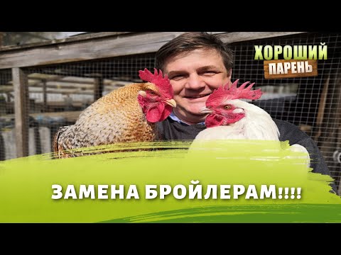 Видео: Бресс-гальская или Билефельдер каких кур лучше завести на мясо
