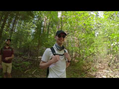 Видео: Парк Больших деревьев в летний период|Calaveras Big Trees State Park, California