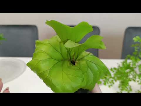 Видео: И снова они - папоротники.