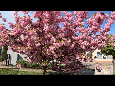 Видео: Возвращаюсь в Польшу.  Паром ⛴️ Дания-Германия.