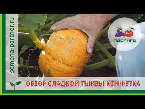 Видео: Обзор сладкой тыквы Конфетка