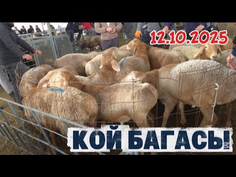 Видео: ТАРАЗ МАЛ БАЗАРЫ ҰСАҚ МАЛДЫҢ БАҒАСЫ