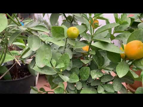 Видео: Кумкват Обовата Fortunella Obovata Fukushu в теплице Киевской обл