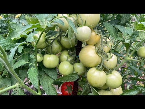 Видео: ТОМАТЫ завязывают и наливают КАК НА ДРОЖЖАХ после этой ПОДКОРМКИ!