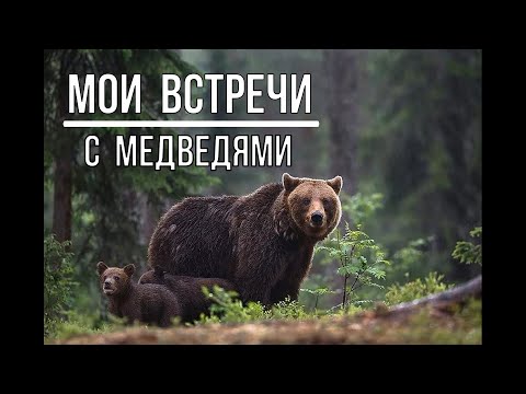 Видео: МОИ ВСТРЕЧИ С МЕДВЕДЯМИ