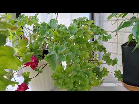 Видео: Свежесрезьі пеларгоний. Ну и просто погулять, посмотреть 